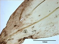 Aerobryidium taiwanense Nog. Collection Image, Figure 6, Total 10 Figures